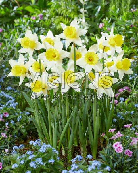 Narcissus January Silver Narcissus January Silver