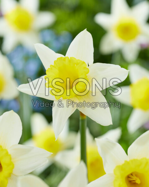 Narcissus January Silver Narcissus January Silver
