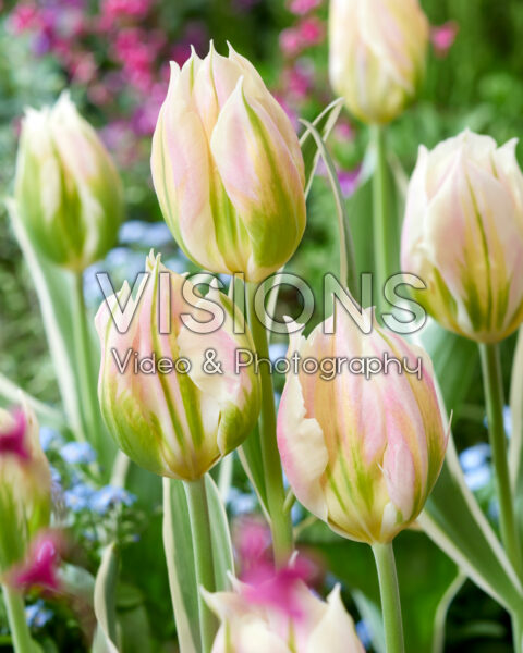 Tulipa Blushing Artist