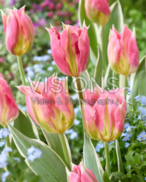 Tulipa China Town paars Tulipa China Town paars