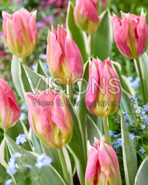 Tulipa China Town purple Tulipa China Town purple