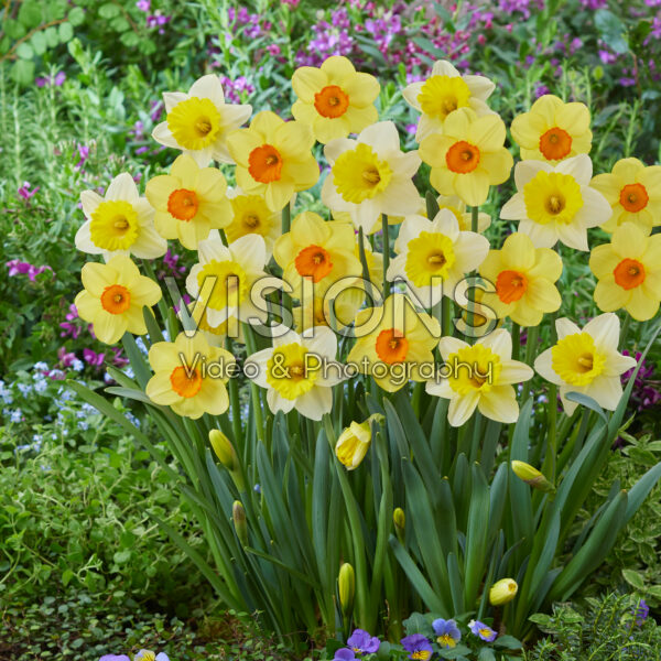 Narcissus Goblet en Monal Narcissus Goblet en Monal