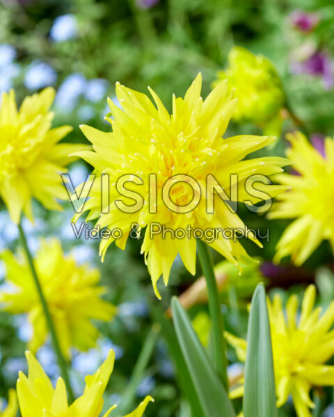 Narcissus Rip van Winkle Narcissus Rip van Winkle