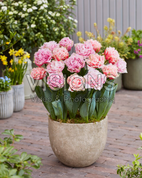 Aussie tulip mix Queensland, Cairns and Perth
