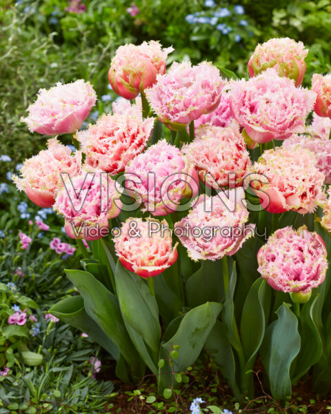 Aussie tulip mix Queensland, Cairns and Perth Aussie tulip mix Queensland, Cairns and Perth