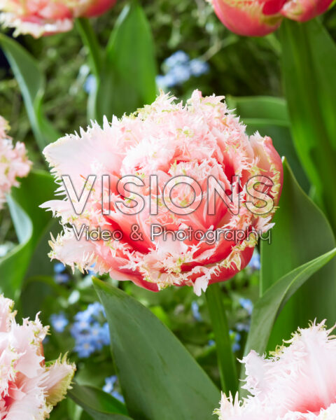 Tulipa Queensland