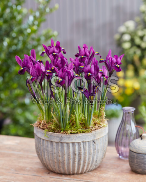 Iris reticulata Purple Hill Iris reticulata Purple Hill