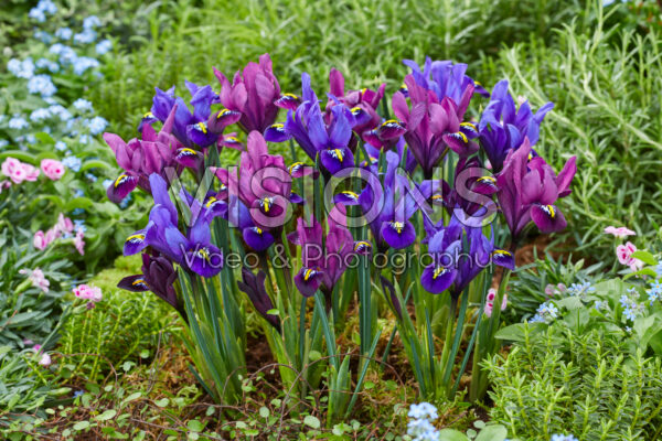 Iris reticulata Blue Hill, Purple Hill