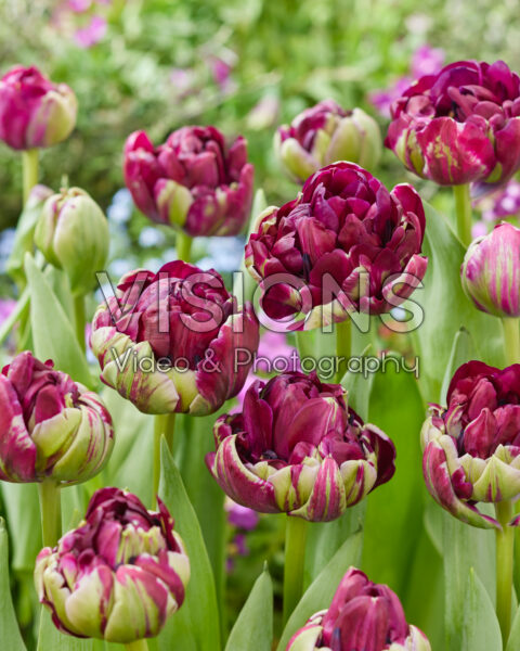 Tulipa Mystery Dream