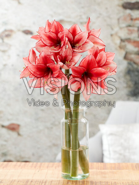 Hippeastrum Charisma