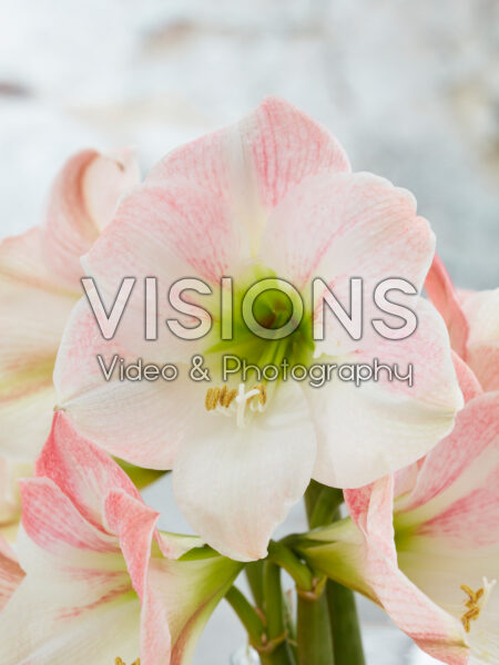 Hippeastrum Apple Blossom Hippeastrum Apple Blossom