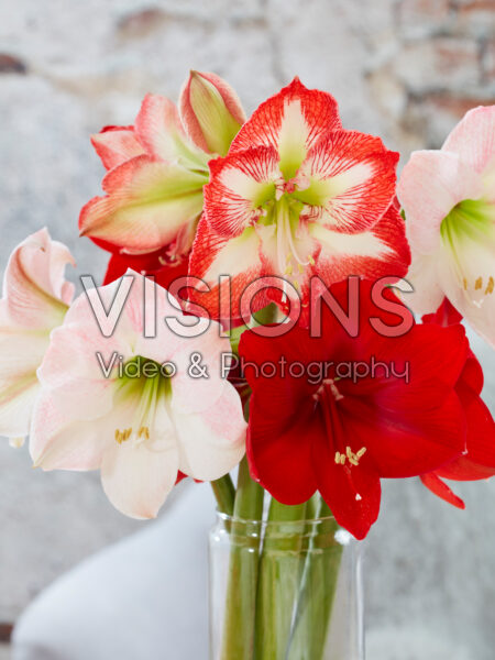 Hippeastrum bouquet Hippeastrum bouquet