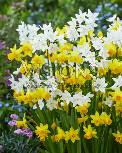 Narcissus Paper White, Tete a Tete