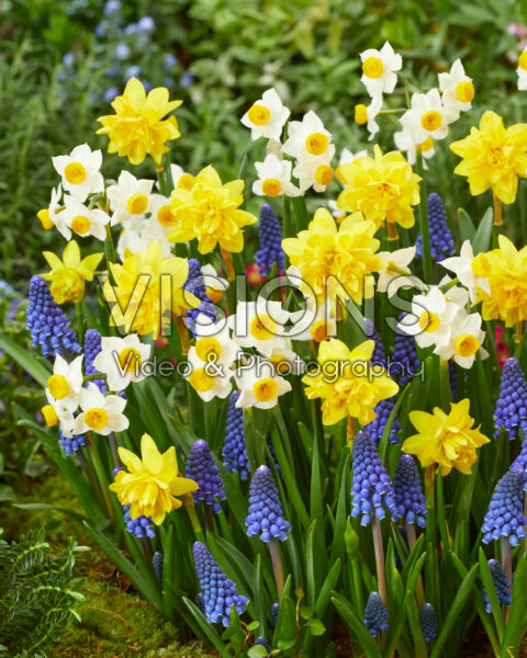 Voorjaarsbloemen gemengd