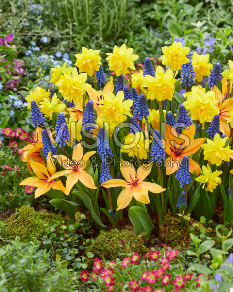 Voorjaarsbloemen gemengd