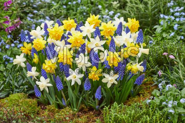 Voorjaarsbloemen gemengd