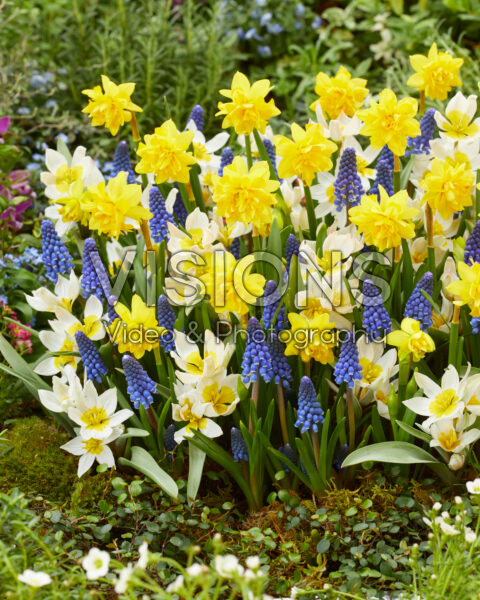 Voorjaarsbloemen gemengd