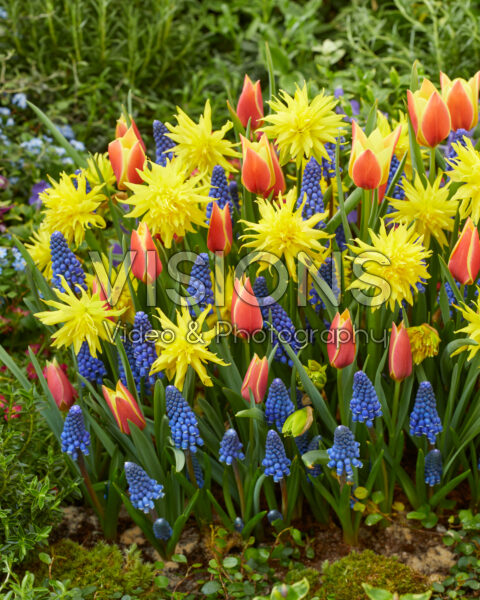 Voorjaarsbloemen gemengd