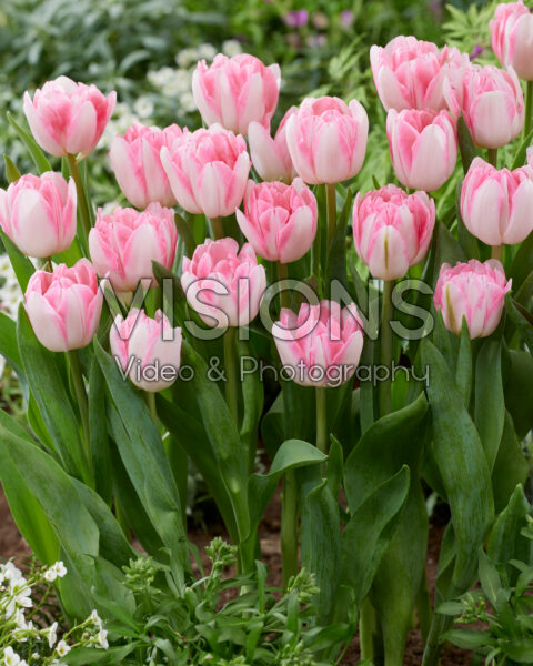 Tulipa Foxtrot Tulipa Foxtrot