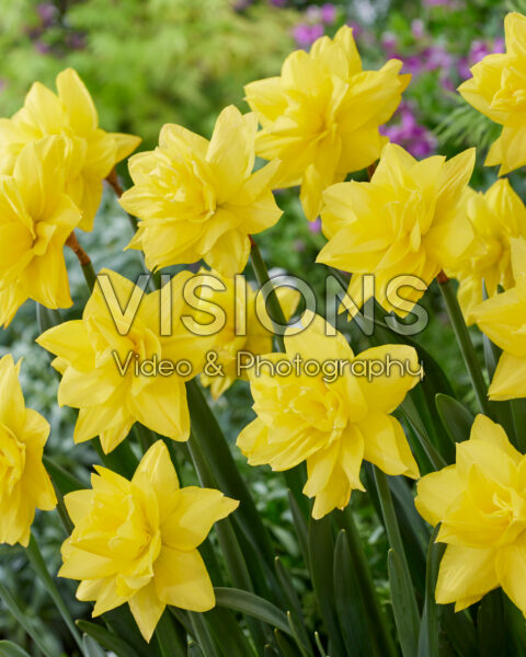 Narcissus Golden Ducat