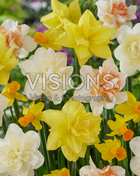 Narcissus mix