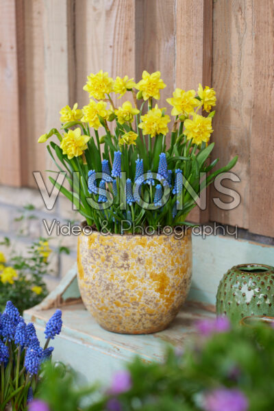 Narcissus Tete Boucle, Muscari Narcissus Tete Boucle, Muscari