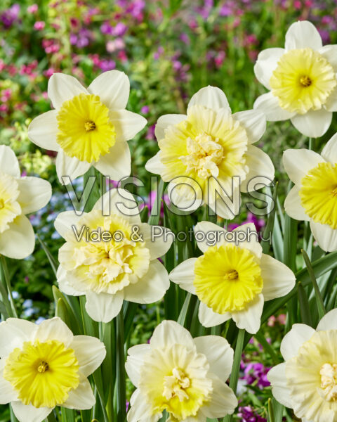 Narcissus Ice Follies, Ice King