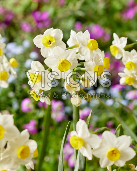 Narcissus Avalex