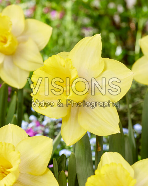 Narcissus Ladea