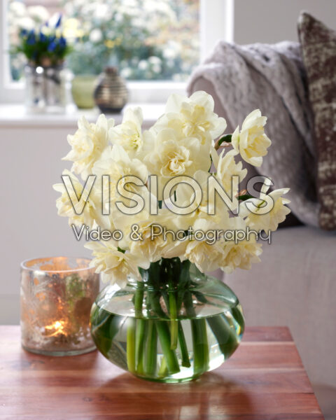 Narcissus White Lion Narcissus White Lion