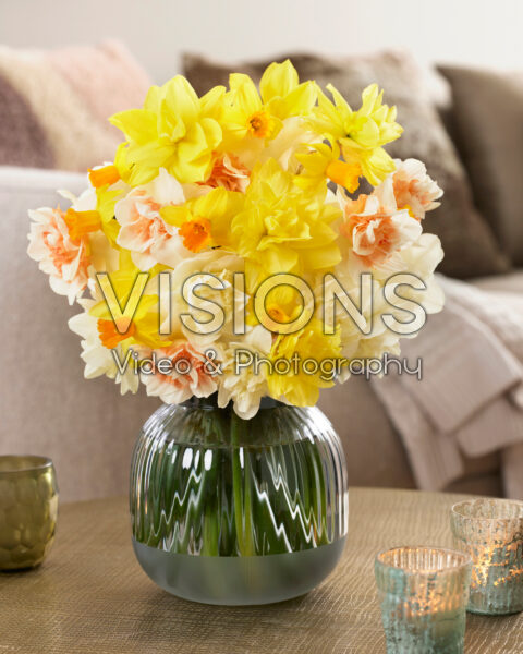 Narcissus mix Narcissus mix