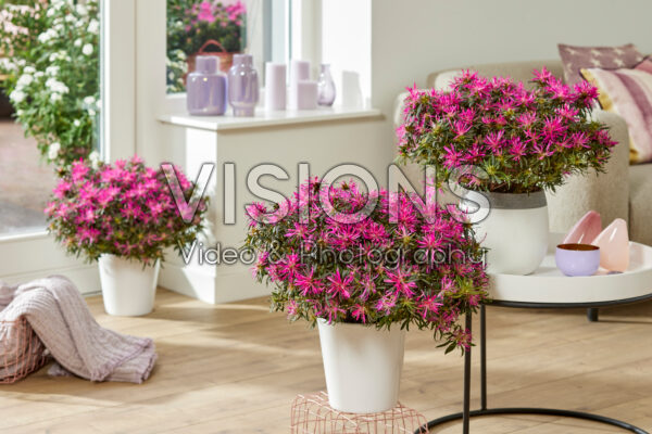 Azalea StarStyle® lila Azalea StarStyle® lila