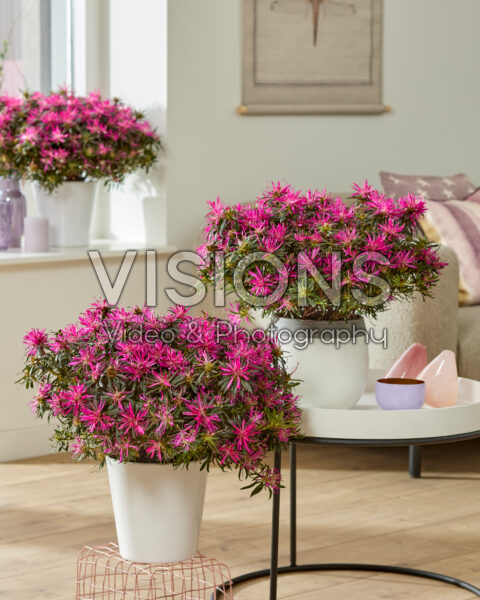 Azalea StarStyle® lilac