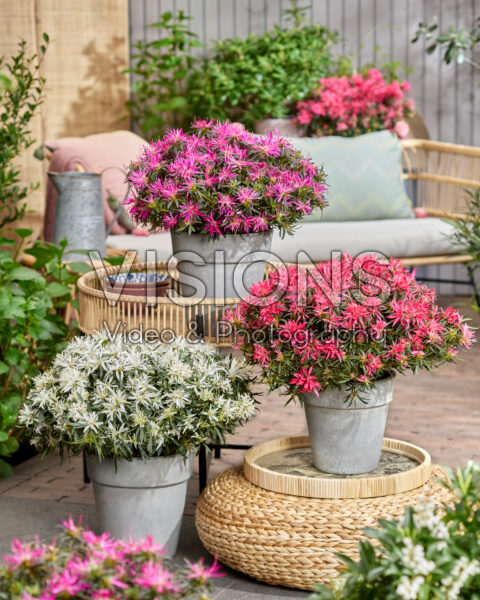 Azalea StarStyle® collection Azalea StarStyle® collection