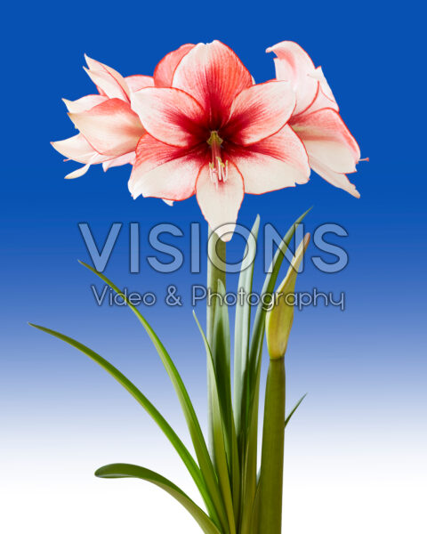 Hippeastrum Temptation Hippeastrum Temptation
