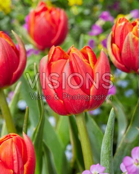Tulipa Sun Lover