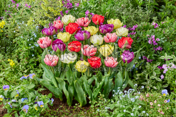 Tulipa Double Flowering mix