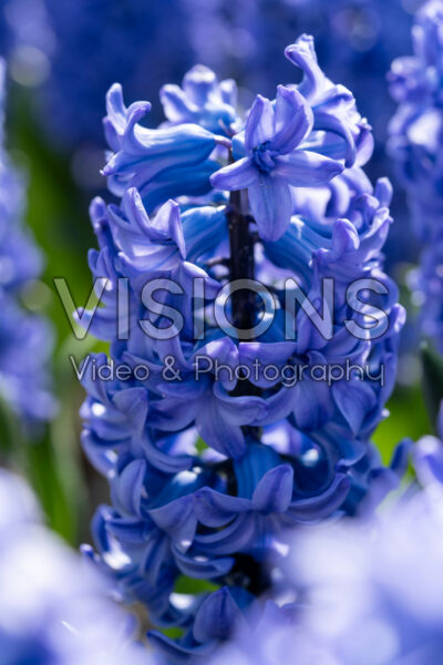 Hyacinthus Blue Tango