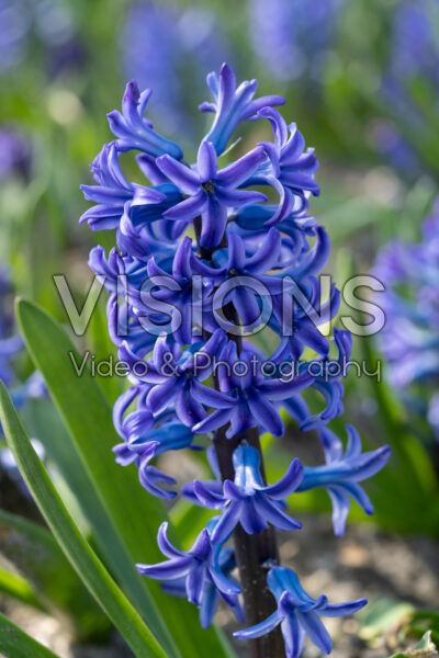 Hyacinthus Blue Jacket