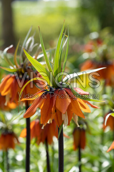 Fritillaria imperialis Orange Beauty