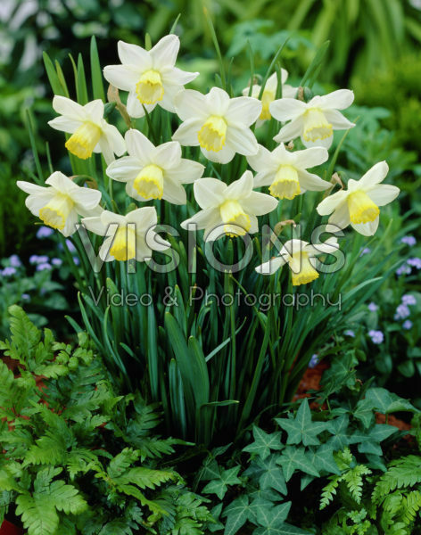 Narcissus Greenlet