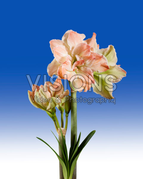 Hippeastrum Exotic Nymph Hippeastrum Exotic Nymph