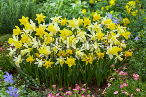 Narcissus small flowering trumpet mix