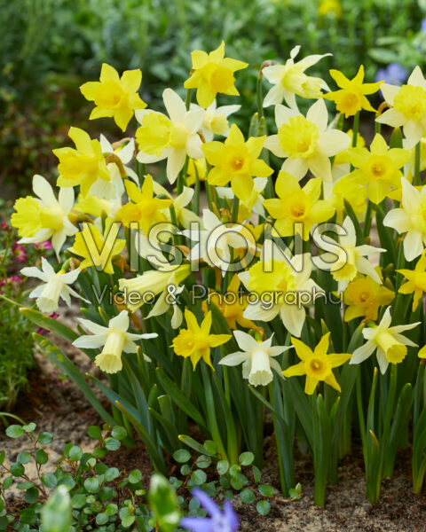 Narcissus kleinbloemig trompet mix