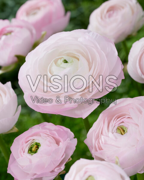 Ranunculus roze