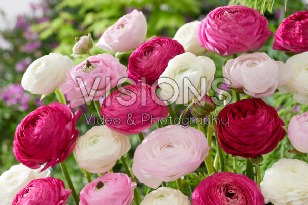 REMARKABLE RANUNCULUS