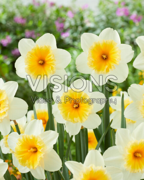 Narcissus Slim Whitman