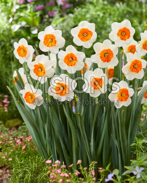 Narcissus Bella Vista | Visions Pictures
