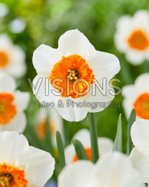 Narcissus Bella Vista