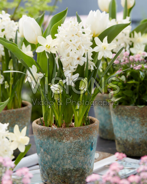 Spring bulbs in pots